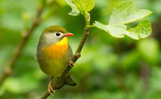 Closeup of a cute tiny Red-billed leiothrix perched on a tree branch in a field under the sunlight A closeup of a cute tiny Red-billed leiothrix perched on a tree branch in a field under the sunlight