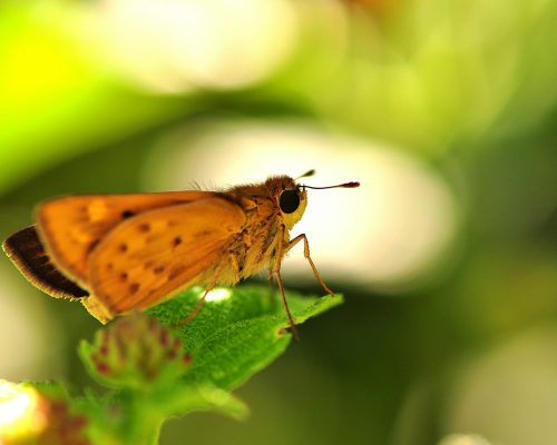 juan-pablo-mascanfroni-wZT0dcBc2Og-unsplash juan-pablo-mascanfroni-wZT0dcBc2Og-unsplash